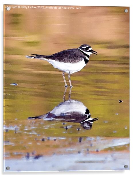 Kildeer in Watercolor Acrylic by Betty LaRue