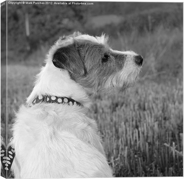 Patient Parsons Dog Sitting (brighter) Canvas Print by Mark Purches