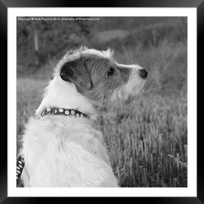 Patient Parsons Dog Sitting (brighter) Framed Mounted Print by Mark Purches