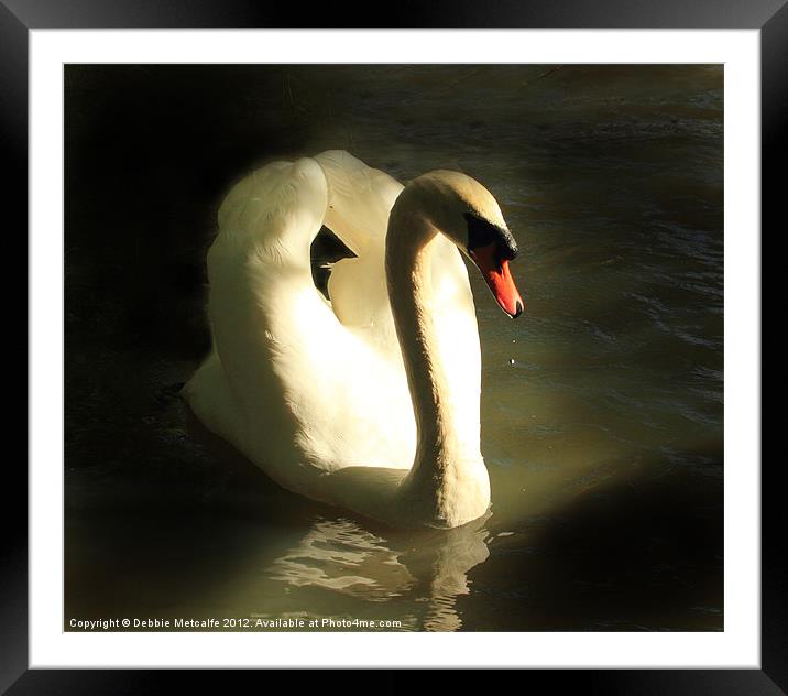 Graceful Mute Swan Framed Mounted Print by Debbie Metcalfe