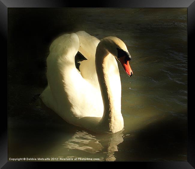 Graceful Mute Swan Framed Print by Debbie Metcalfe
