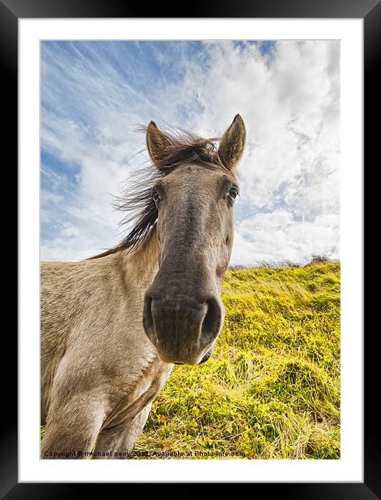Why the long face? Framed Mounted Print by michael perry