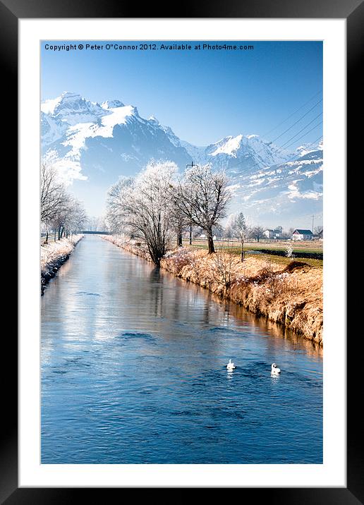 Swans In Switzerland Framed Mounted Print by Canvas Landscape Peter O'Connor