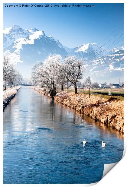 Swans In Switzerland Print by Canvas Landscape Peter O'Connor