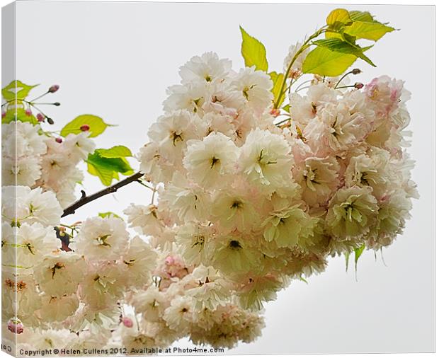 JAPANESE CHERRY Canvas Print by Helen Cullens