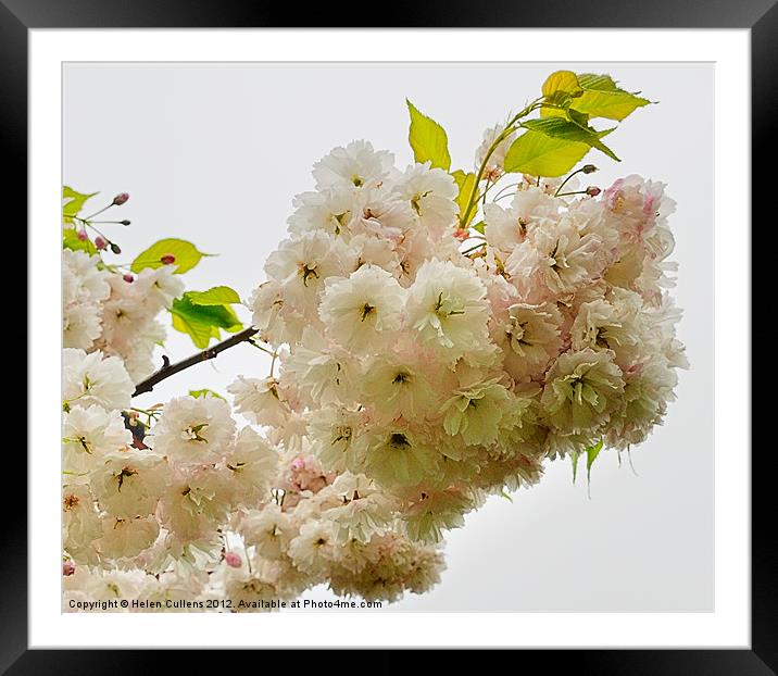 JAPANESE CHERRY Framed Mounted Print by Helen Cullens