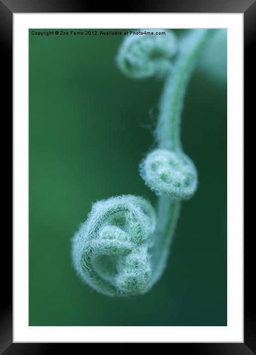 Tendrils of a Tropical Fern Framed Mounted Print by Zoe Ferrie