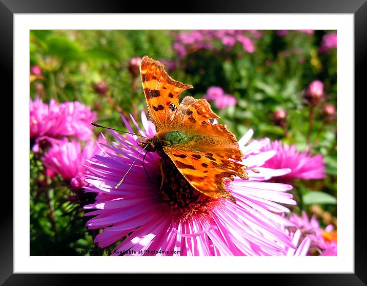 WARMING THE WINGS Framed Mounted Print by David Atkinson