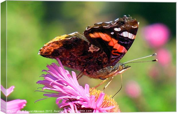 RED ADMIRAL BUTTERFLY Canvas Print by David Atkinson