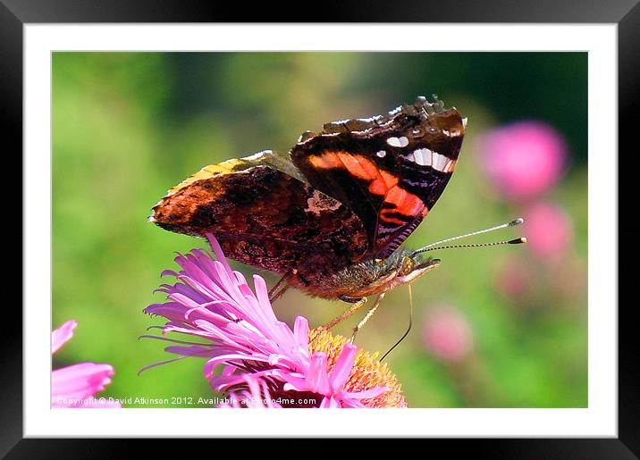 RED ADMIRAL BUTTERFLY Framed Mounted Print by David Atkinson