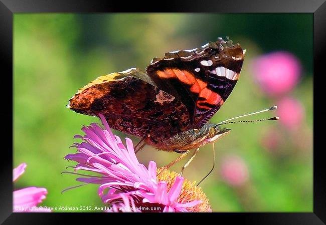 RED ADMIRAL BUTTERFLY Framed Print by David Atkinson