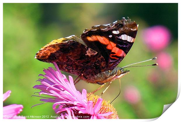 RED ADMIRAL BUTTERFLY Print by David Atkinson