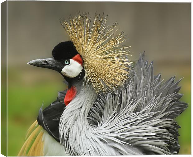 Great Crested Crane Canvas Print by Jennie Franklin