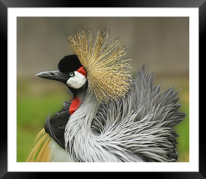 Great Crested Crane Framed Mounted Print by Jennie Franklin