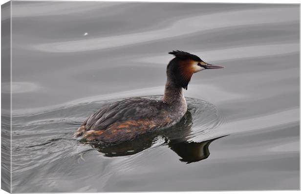 great crested grebe Canvas Print by melvyn hopkins