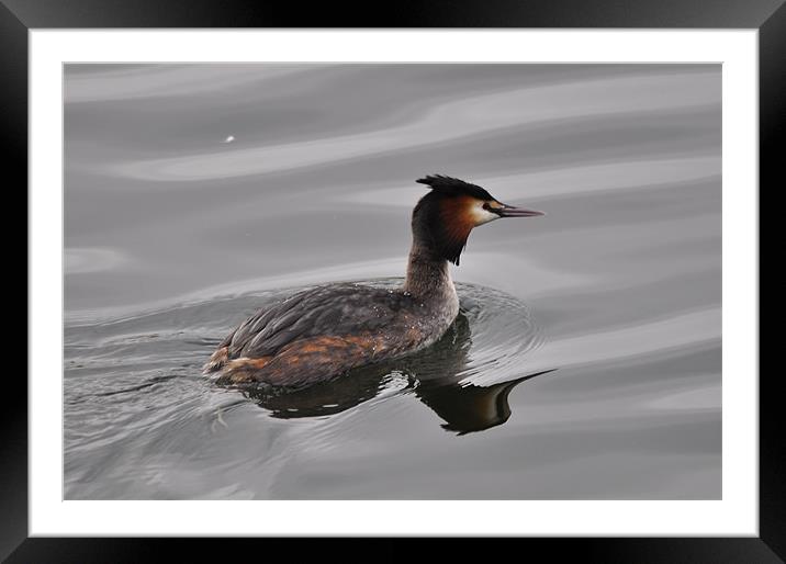 great crested grebe Framed Mounted Print by melvyn hopkins
