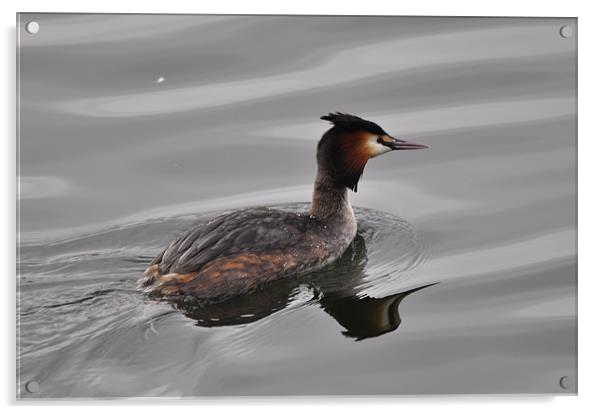 great crested grebe Acrylic by melvyn hopkins