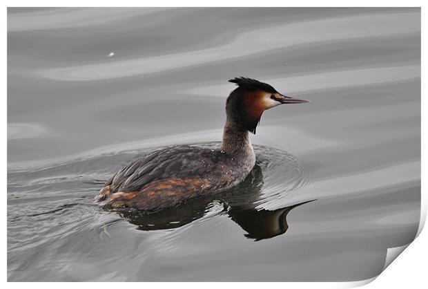 great crested grebe Print by melvyn hopkins