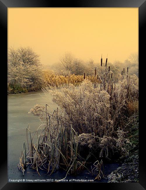 FROST Framed Print by Linsey Williams