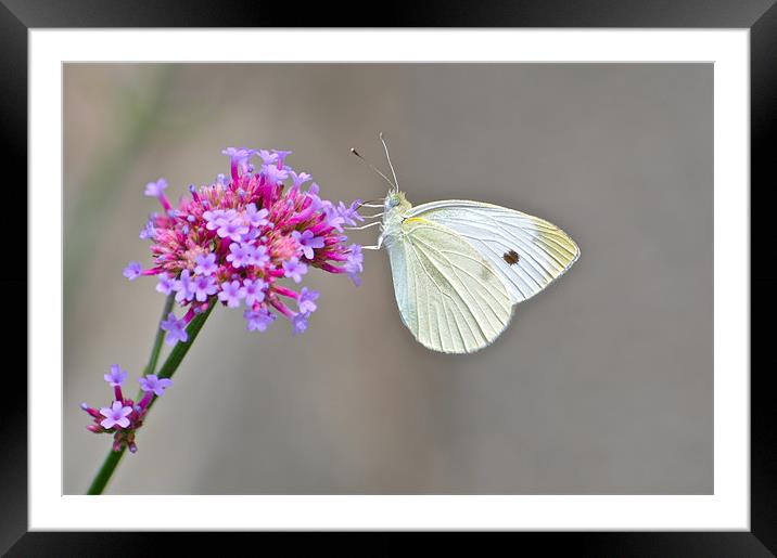White Butterfly Framed Mounted Print by Jake Hughes