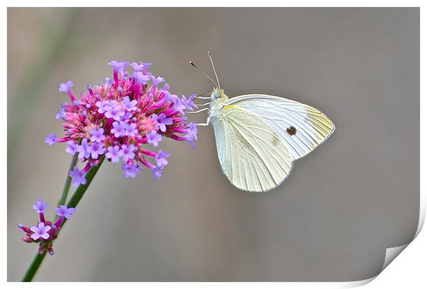 White Butterfly Print by Jake Hughes