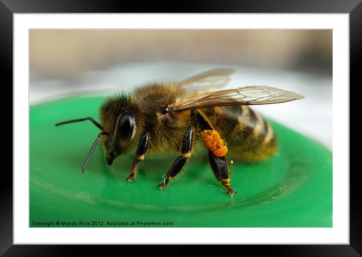 Bee covered with pollen Framed Mounted Print by Mandy Rice