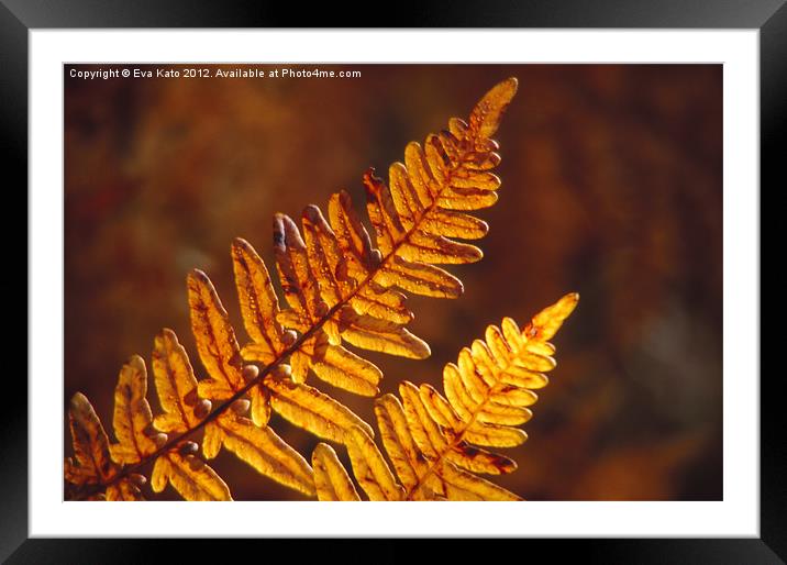 Fern Fronds in Fall Framed Mounted Print by Eva Kato