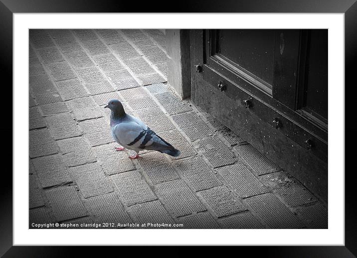 The pigeon Framed Mounted Print by stephen clarridge