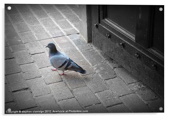 The pigeon Acrylic by stephen clarridge