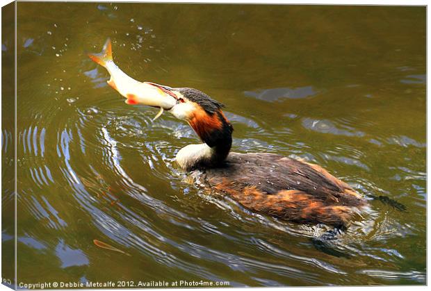 Lunch Time for the grebe Canvas Print by Debbie Metcalfe
