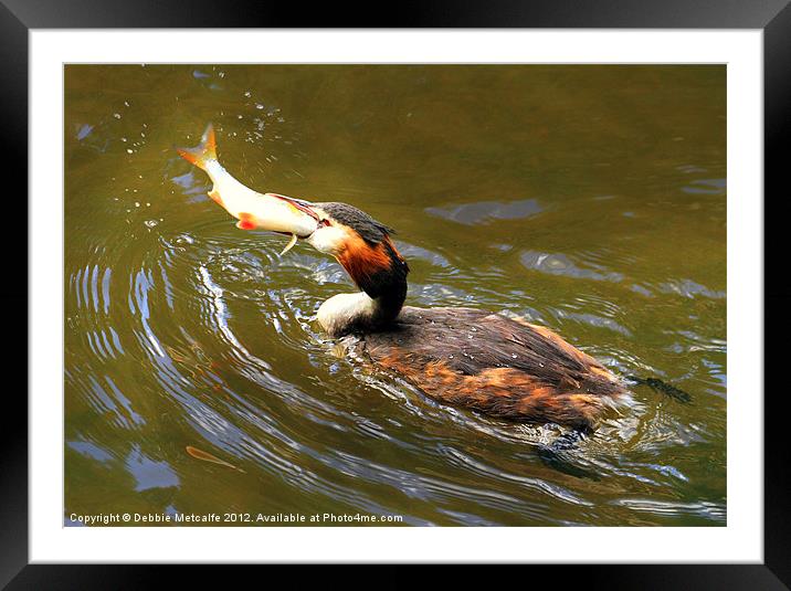 Lunch Time for the grebe Framed Mounted Print by Debbie Metcalfe