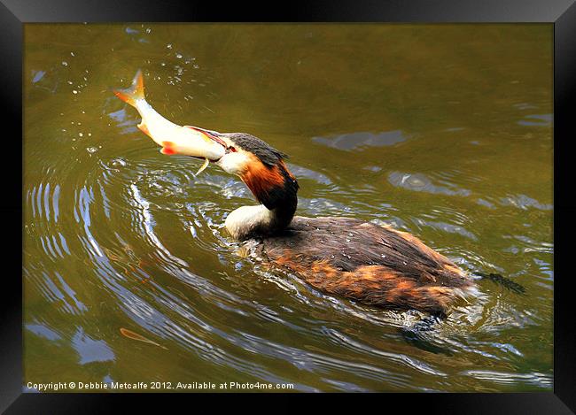 Lunch Time for the grebe Framed Print by Debbie Metcalfe