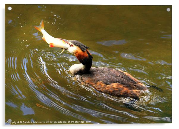 Lunch Time for the grebe Acrylic by Debbie Metcalfe
