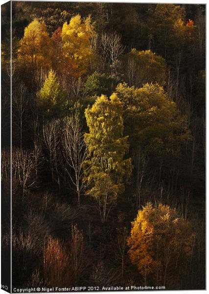Autumn trees Canvas Print by Creative Photography Wales