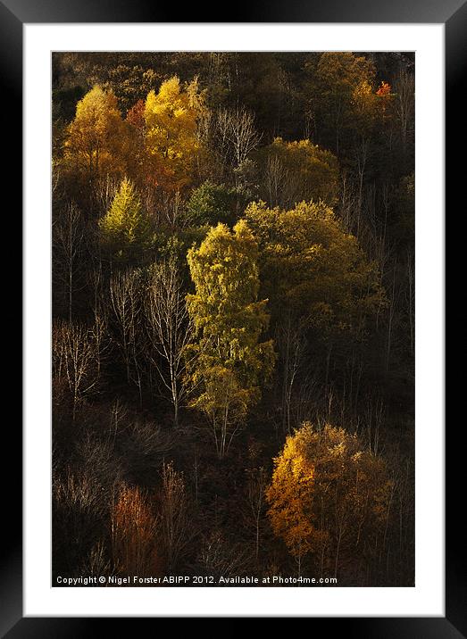 Autumn trees Framed Mounted Print by Creative Photography Wales