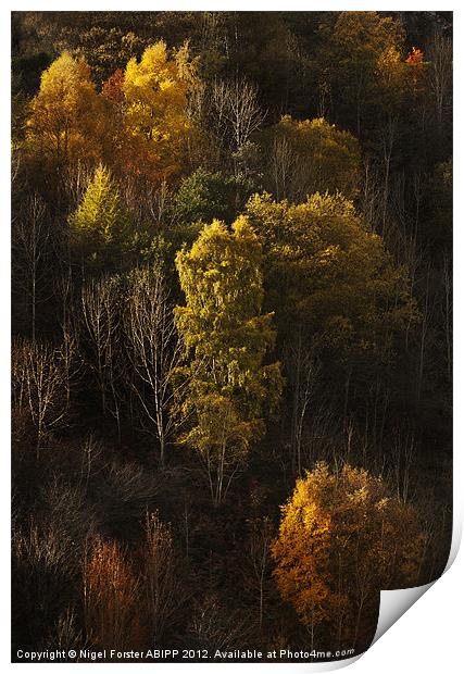 Autumn trees Print by Creative Photography Wales