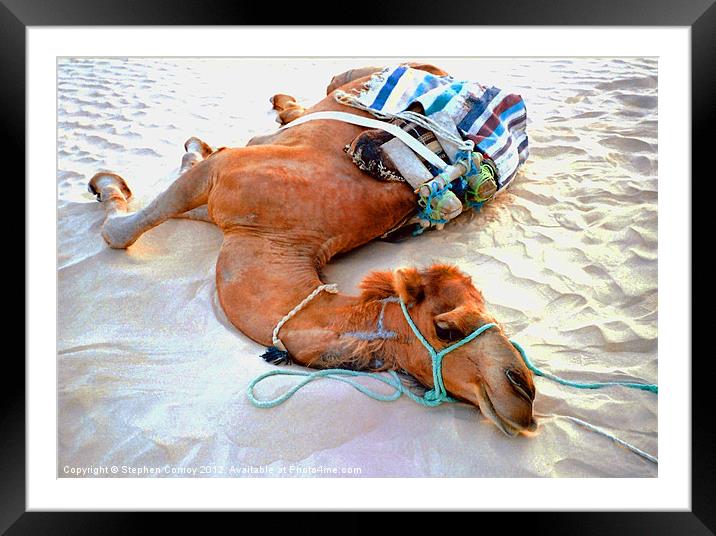 Camel Resting in the Sahara Framed Mounted Print by Stephen Conroy
