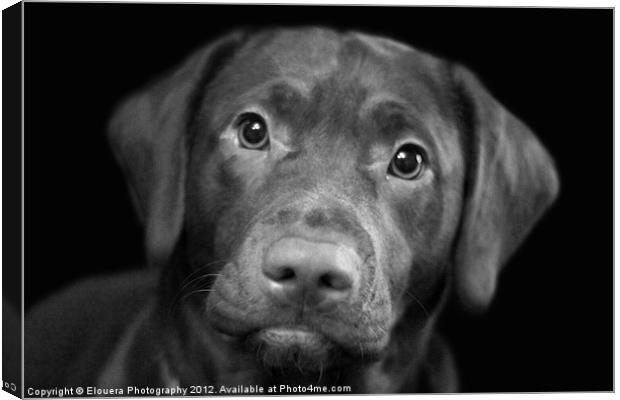 puppy dog eyes Canvas Print by Elouera Photography