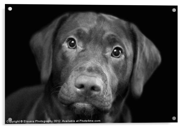 puppy dog eyes Acrylic by Elouera Photography