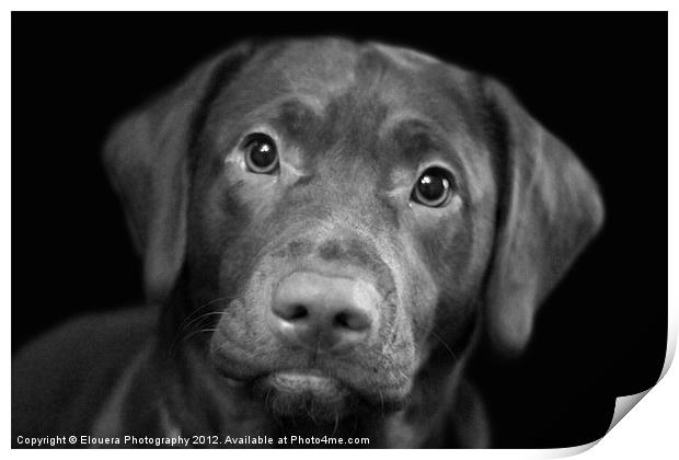 puppy dog eyes Print by Elouera Photography