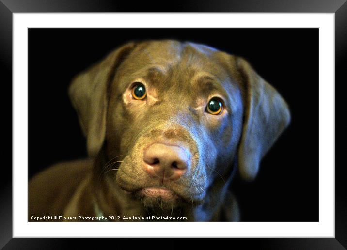 puppy love? Framed Mounted Print by Elouera Photography
