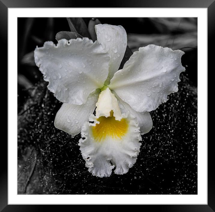 Orchid Shower Framed Mounted Print by Ray Shiu