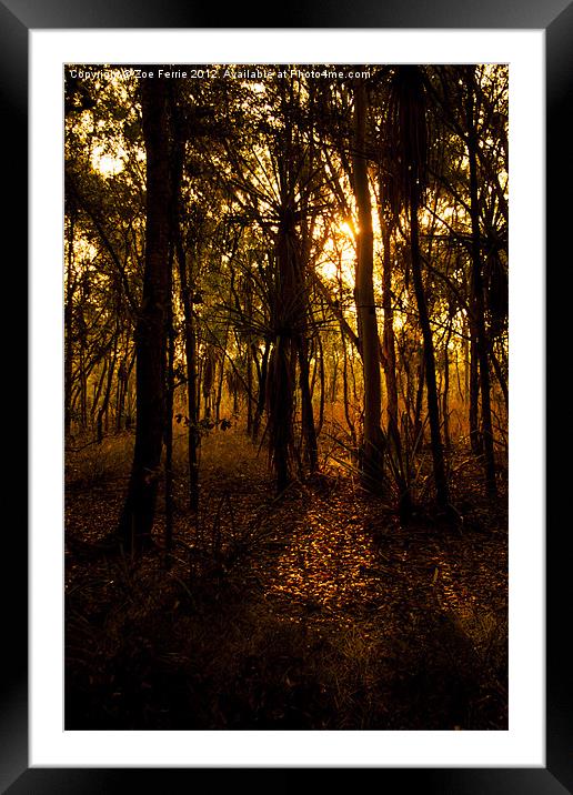 Golden light in Australia Framed Mounted Print by Zoe Ferrie