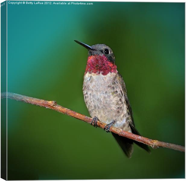 Ruby-throated Hummingbird Canvas Print by Betty LaRue