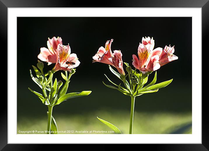 Tiger Lilly Framed Mounted Print by Panas Wiwatpanachat