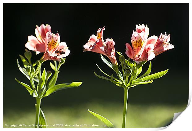 Tiger Lilly Print by Panas Wiwatpanachat