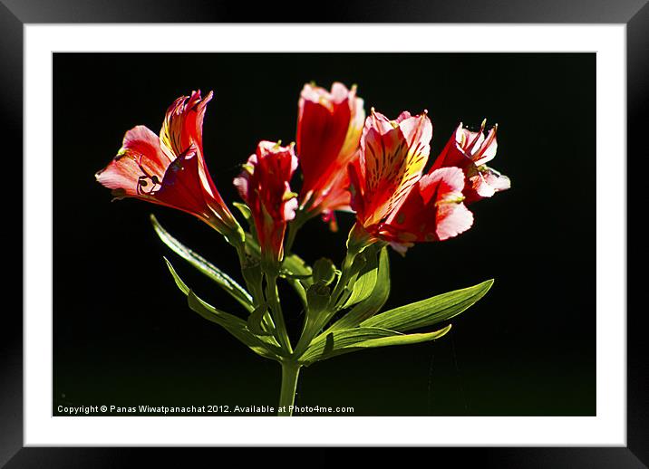 Tiger Lilly 2 Framed Mounted Print by Panas Wiwatpanachat
