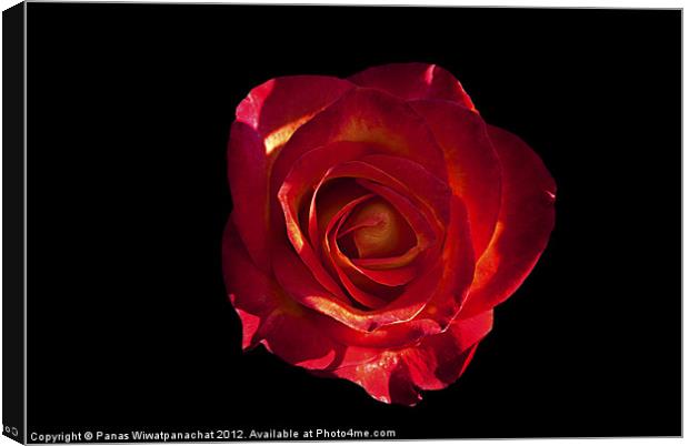 Red Rose Canvas Print by Panas Wiwatpanachat