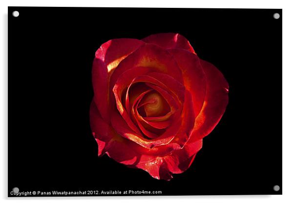 Red Rose Acrylic by Panas Wiwatpanachat