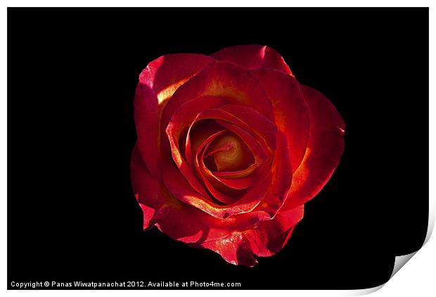 Red Rose Print by Panas Wiwatpanachat